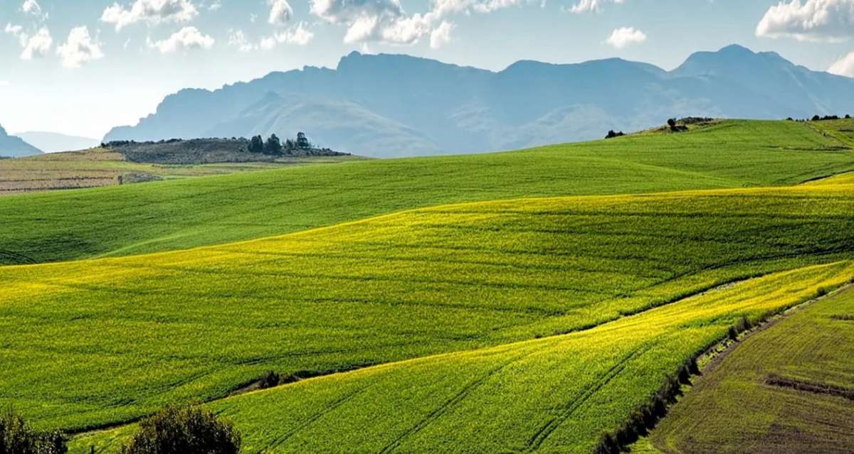 Programa de Fertilizantes en Guerrero supera la meta para pequeños productores