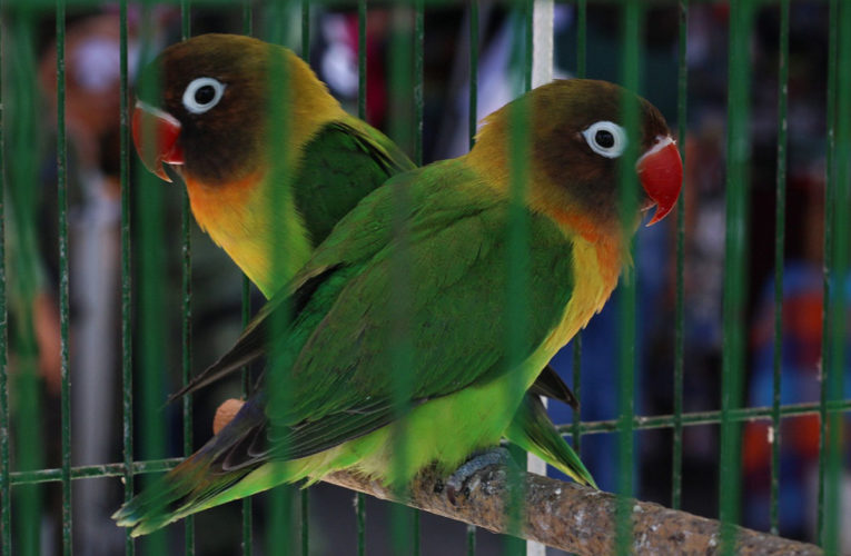 Tráfico ilegal de aves en Guerrero: muchas dependencias involucradas, ninguna efectiva