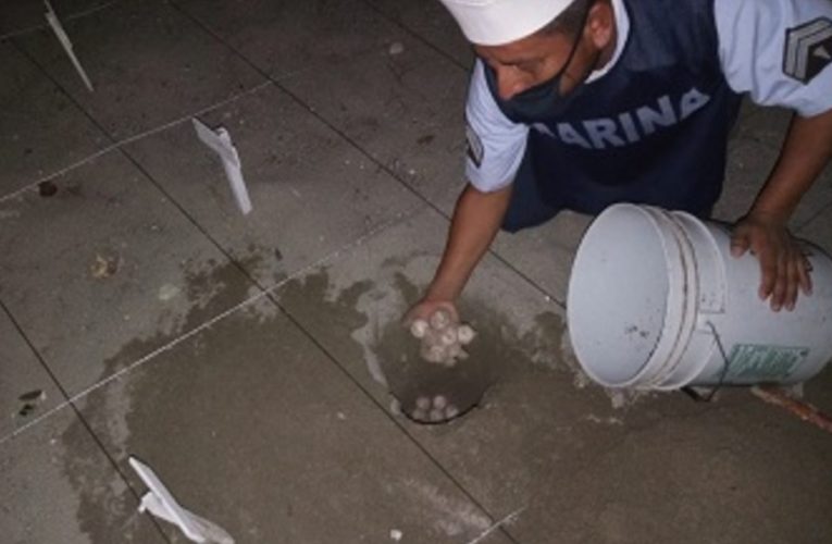 En Guerrero, Semar anida más de 250 huevos de tortuga golfina