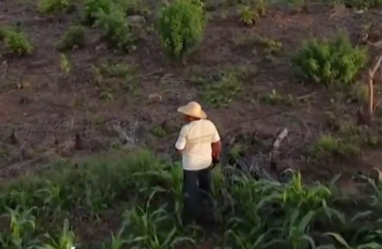 Campesinos de Guerrero denuncian falta de fertilizantes, por segundo año