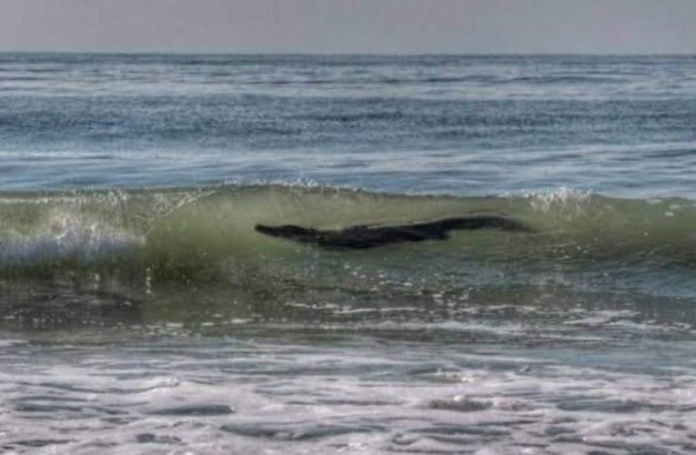 Capturan cocodrilo en mar de Acapulco, Guerrero