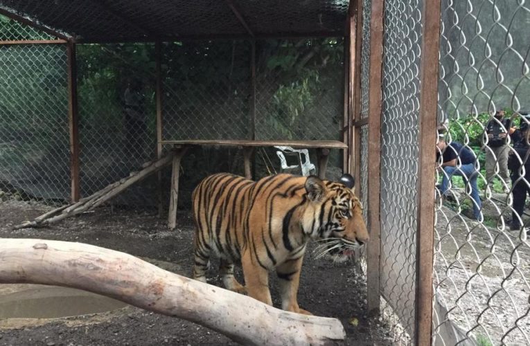 Rescatan tigre de Bengala y un lagarto en Guerrero