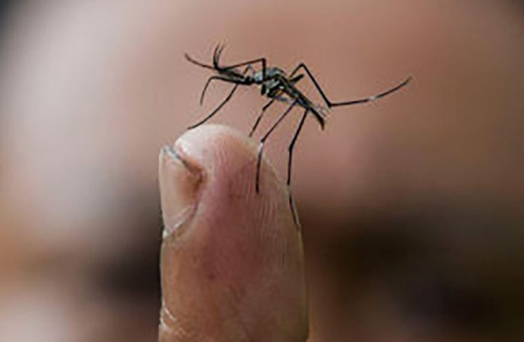 Encabeza Guerrero tendencia de casos estimados de dengue