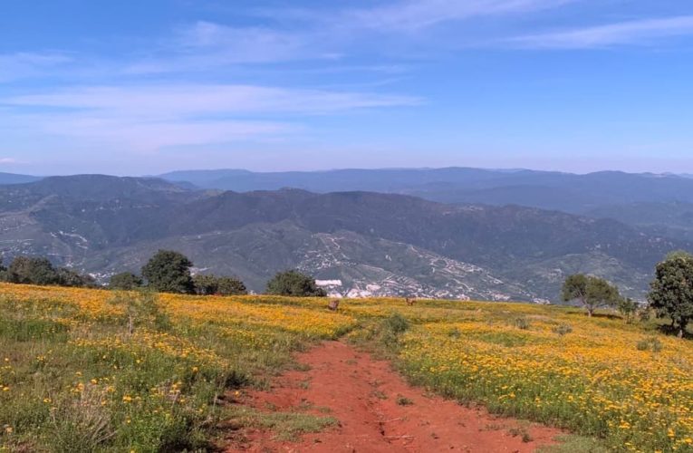 Flor de pericón pinta de amarillo los campos en Guerrero