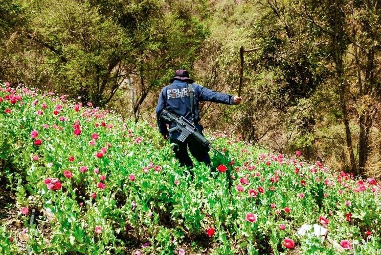 Amapoleros de Guerrero exigen su ingreso al programa Sembrando Vida