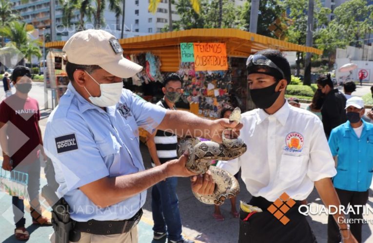 Se pasea serpiente de 2 metros por la Costera; la captura un mesero