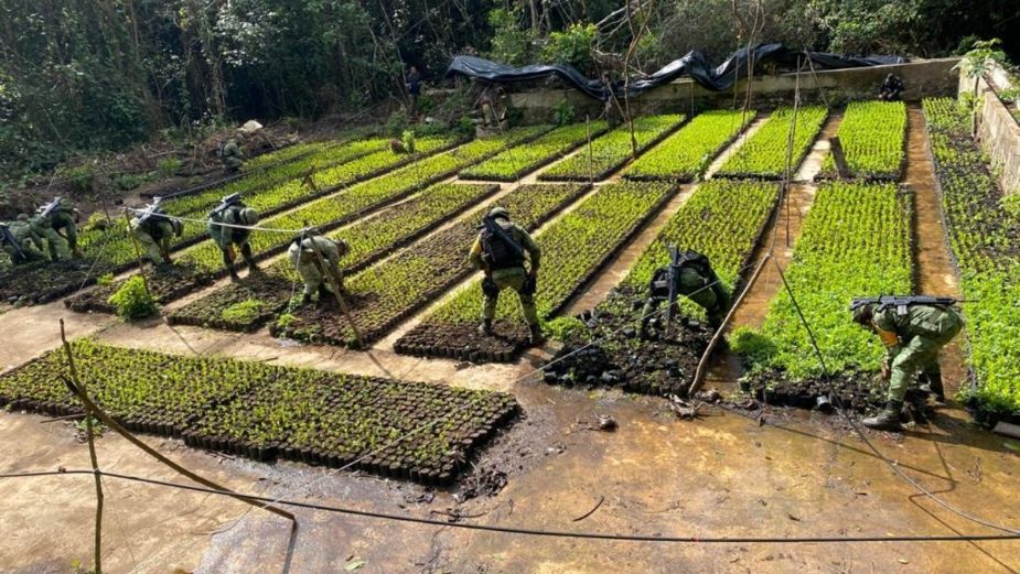 Personal militar destruyó las plantas de coca con las que se prepara el narcótico. Foto: Especial