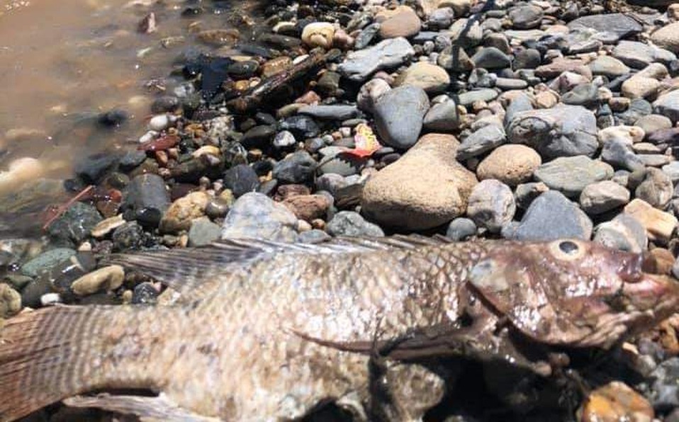 Hallan cientos de peces muertos a la orilla de un río en Guerrero. (Rogelio Agustín).