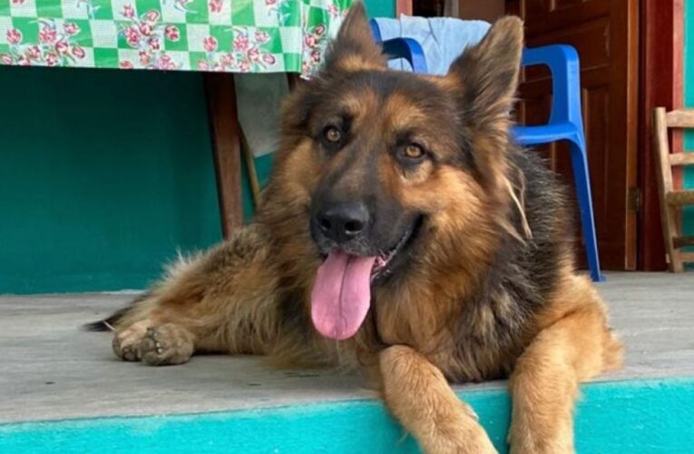 Extrema violencia. Matan a un perro frente a dos niños.