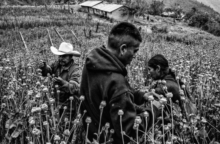 Guerrero y la crisis de Amapolas