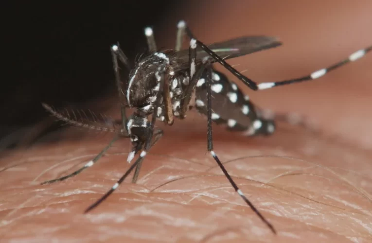 Se han registrado en Guerrero 162 casos de dengue, Acapulco ocupa el primer lugar.