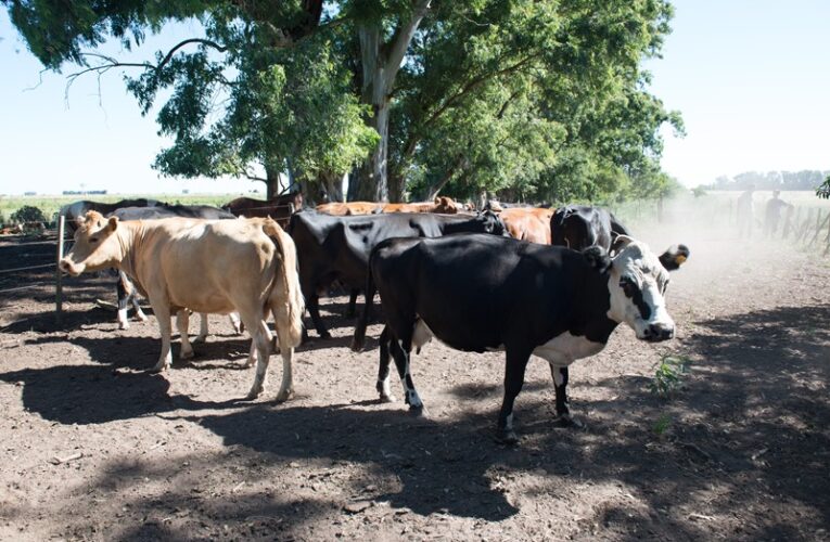 La ola de calor de los últimos días, afecta a sectores ganaderos.