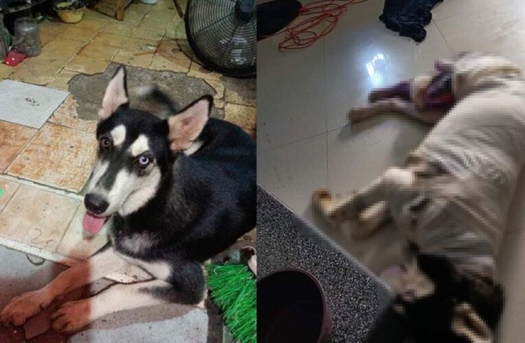 Un perrito de la raza Husky siberiano fue quemado con aceite hirviendo en Guerrero