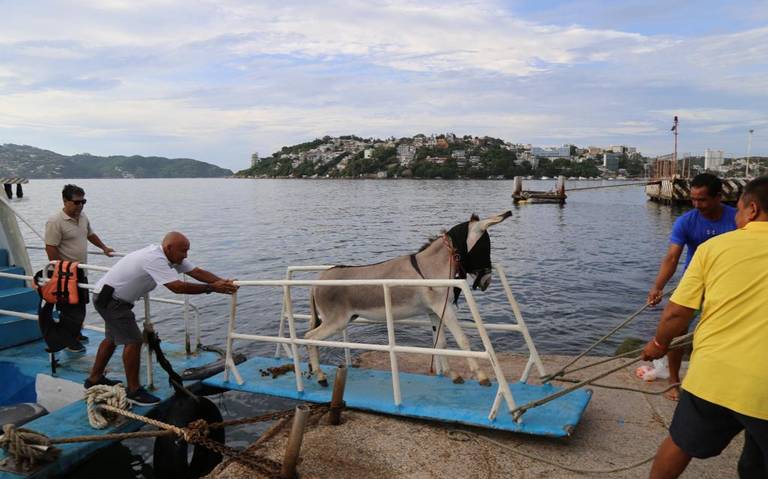 Manolin, el burro de la roqueta se retira