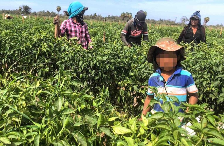 Guerrero, entre los estados con mayor trabajo infantil