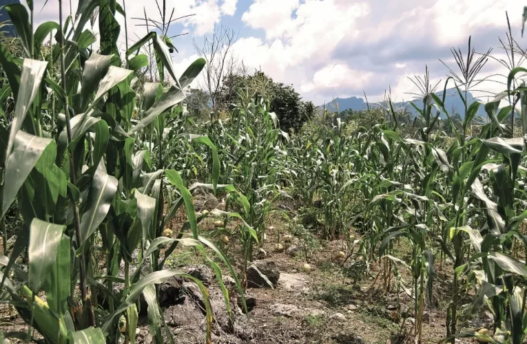 Las cosechas y sembradíos en Guerrero corren riesgo por estragos del huracán Otis